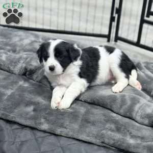 Callie, Border Collie Mix Puppy